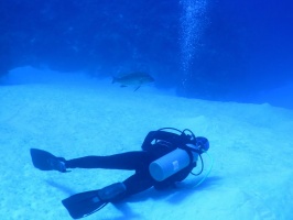 029 Joanne the Mutton Snapper Whisperer IMG 5778